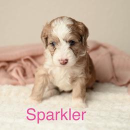 Sparkler - Red merle female Aussiedoodle puppy in Lincoln, California from Frenchie LOVE and Doodles