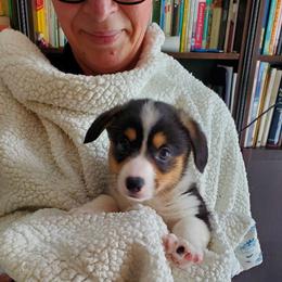 Pembroke Welsh Corgi Puppies from Patrick's Pembroke Welsh Corgis