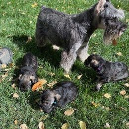 Miniature Schnauzer Puppies from Tivoli Miniature Schnauzers