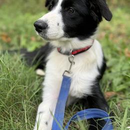 Levis - Black and white male Border Collie puppy in Surgoinsville, Tennessee from Smokey Mountain Vizslas & Border Collies