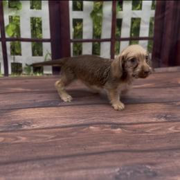 Chocolate Based Cream Wirehair Female - Cream female Dachshund puppy in Killeen, Texas from Southern Dachshunds
