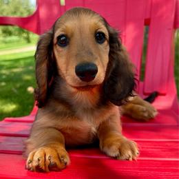 Boggle - Red male Dachshund puppy in Michigan from Hidden Haven Dachshunds