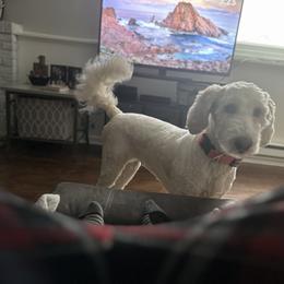 Belle - Sheepadoodle