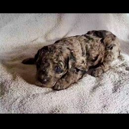 Charlie Brown - Merle male Goldendoodle puppy in Sterling, Connecticut from Justine’s Retrievers and Doodles