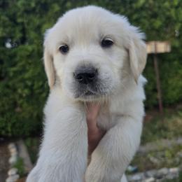 Purple Girl - Light golden female Golden Retriever puppy in Pasco, Washington from Rodgers Retrievers