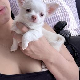 CKC Baybee - Cream and white male Chihuahua puppy in Brooklyn, New York from Cuties 4 You