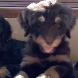 Sage - Phantom Bernedoodle puppy in Frisco, North Carolina from Beach Bernedoodles