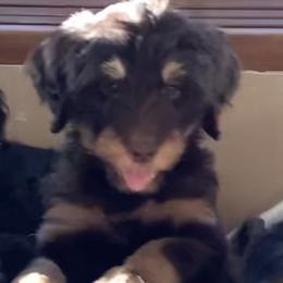 Sage - Phantom Bernedoodle puppy in Frisco, North Carolina from Beach Bernedoodles