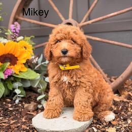 Mikey - Red  male Goldendoodle puppy in Oxford, Pennsylvania from FriendlyPals
