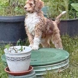 Zuzu - Merle female Bernedoodle puppy in Chilmark, Massachusetts from Martha’s Vineyard Bernedoodles