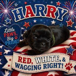 Harry - Sable male Shih Tzu puppy in Connersville, Indiana from Royal Blossom Shihtzus