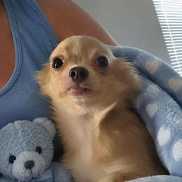 Scar - Fawn male Chihuahua puppy in Kyle, Texas from joy of chihuahuas tx