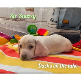 Sir Snazzy - Cream male Dachshund puppy in Grove, Oklahoma from Dachs on the lake