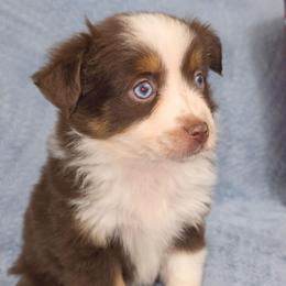 Abby - Red tri female Toy Australian Shepherd puppy in Citra, Florida from Southpaw Herders LLC