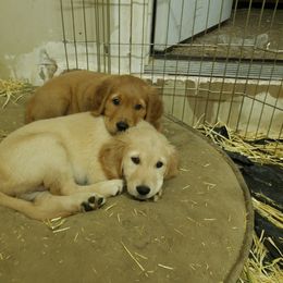 Golden Retriever Puppies from Goldens of Hamm Hollow