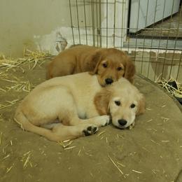 Golden Retriever Puppies from Goldens of Hamm Hollow