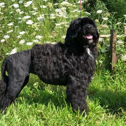Bibiana - Portuguese Water Dog