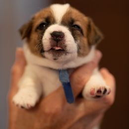 Golden Retriever and Jack Russell Terrier Puppies from Shelby Burleson's Golden Retrievers and Jack Russell Terriers