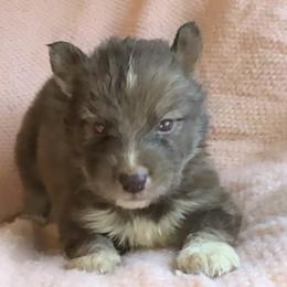 Noelle - Red and white female Siberian Husky puppy in Mechanicsville, Virginia from Shinko Siberians