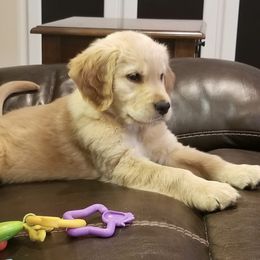 French Bulldog, Goldendoodle, and Golden Retriever Puppies from Crystal Coast Kennels, LLC