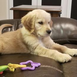 French Bulldog, Goldendoodle, and Golden Retriever Puppies from Crystal Coast Kennels, LLC