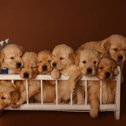 Golden Retriever Puppies from SmallTown Golden Retrievers