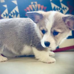 Lariat - Red male Pembroke Welsh Corgi puppy in Woodland, Washington from MB Acres Corgis