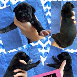 JUPITER - Brindle female Great Dane puppy in Wellsville, New York from Prophecy Danes