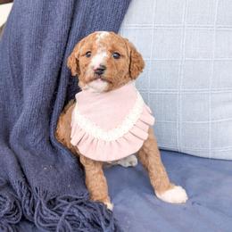Fluff - Red  female Goldendoodle puppy in Whitesburg, Georgia from Asbury & Co Farms