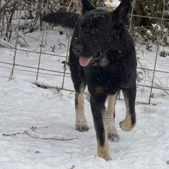 Hank - German Shepherd