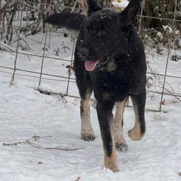 Hank - German Shepherd