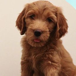 Goldendoodle Puppies from Serene Canyon Doodles