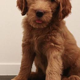 Goldendoodle Puppies from Serene Canyon Doodles