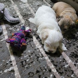 Havanese Puppies from Sweet Southern Havanese