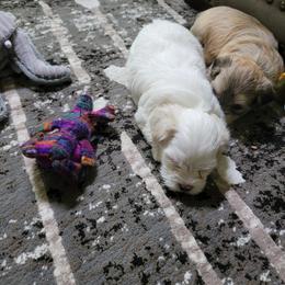 Havanese Puppies from Sweet Southern Havanese