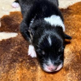 Grey Collar - Black tri-color female Australian Shepherd puppy in Winston Salem, North Carolina from Serenity Acres Aussies