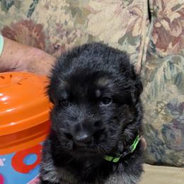 German Shepherd Puppies from McLaughlin German Shepherds