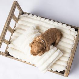 Cavapoo Puppies from North Ranch Doodles