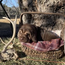 Girl 2 - Liver and tan Bloodhound puppy in Vanderpool, Texas from Kiwi Hunting Services
