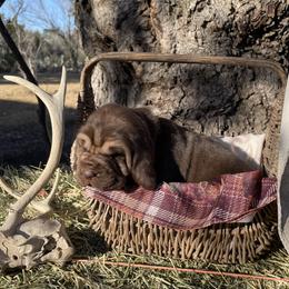 Girl 2 - Liver and tan Bloodhound puppy in Vanderpool, Texas from Kiwi Hunting Services