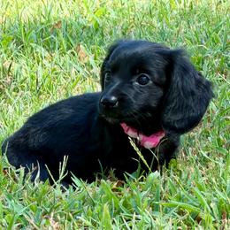 Lily - Black female Dachshund puppy in Mt. Vernon, Texas from Double B