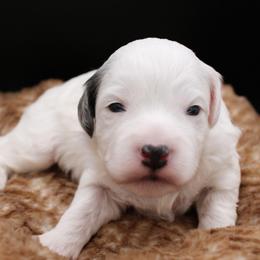 Nerd - White male Havapoo puppy in Hendersonville, North Carolina from Grayfinn House