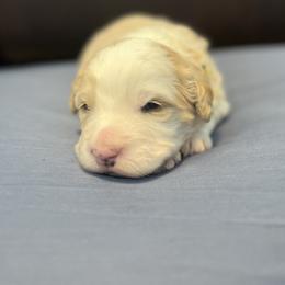 Yeti - Yellow and white male Bernedoodle puppy in Casper, Wyoming from 307 Doodles