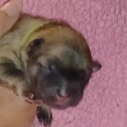 Green Collar - Fawn female Eurasier puppy in Lakewood, Ohio from Exquisite Eurasier