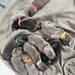 Green - Black male Cane Corso puppy in Sullivan, Missouri from Midwest Cane Corso in Action