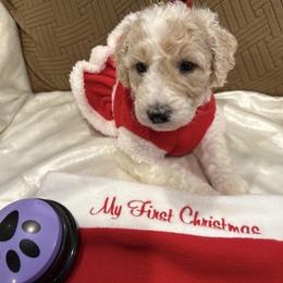 Caramel ( Guardian home ) - Parti female Poodle puppy in Miami, Florida from Milk Drunk Doodles And Poodles