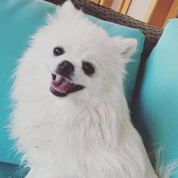 Pomeranians from Posh Puppy Pals