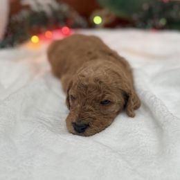 Pink - Red  female Goldendoodle puppy in Bakersfield, California from Lavish Doodles