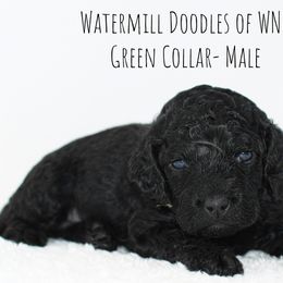 Australian Labradoodle and Cockapoo Puppies from Watermill Doodles of WNC