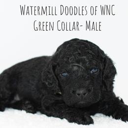 Australian Labradoodle and Cockapoo Puppies from Watermill Doodles of WNC